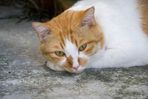 istock cat with brown eyes crouching on floor 857270650