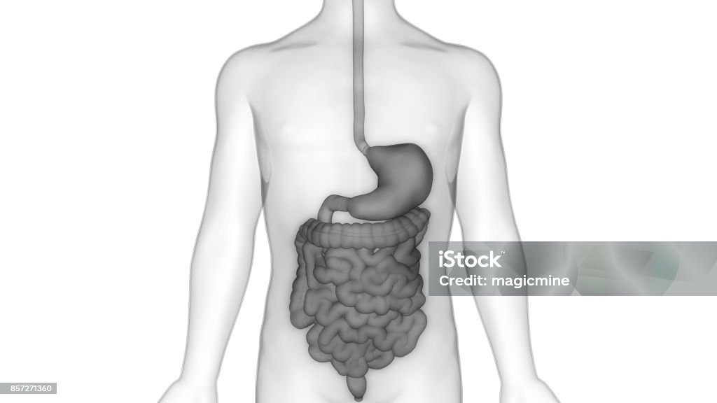 Human Digestive system Anatomy 3D Illustration of Human Digestive system Anatomy Abdomen Stock Photo