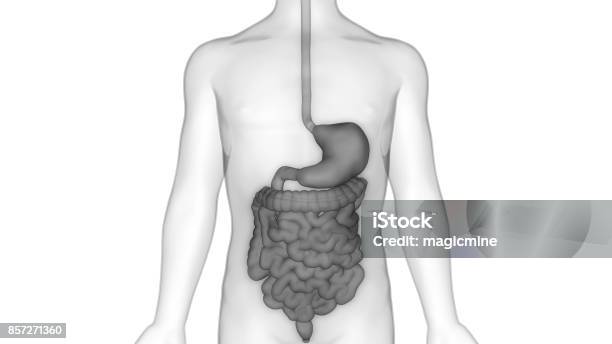 Human Digestive System Anatomy Stock Photo - Download Image Now - Abdomen, Abstract, Anatomy