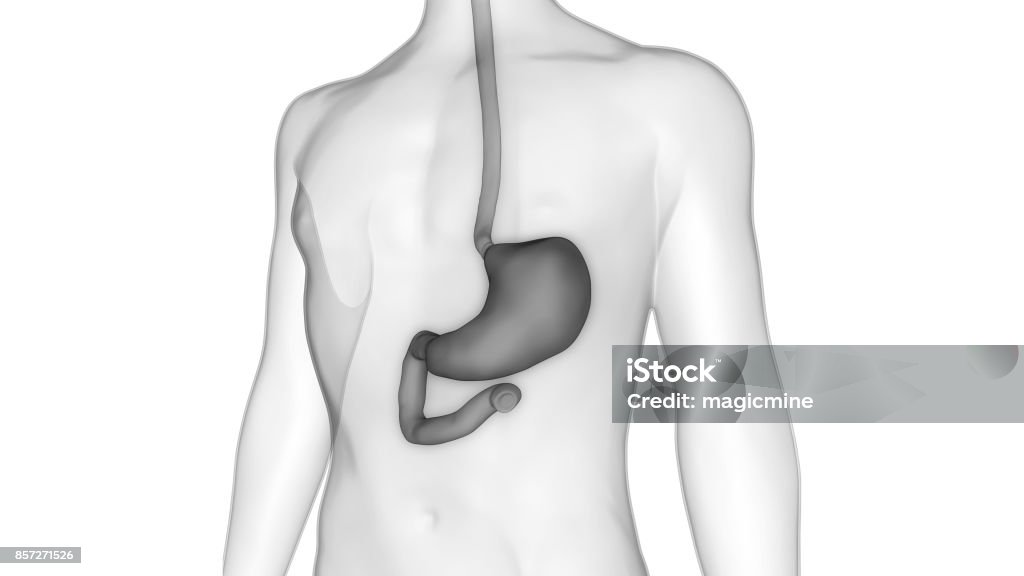 Human Digestive System (Stomach Anatomy) 3D Illustration of Human Digestive System (Stomach Anatomy) Abdomen Stock Photo