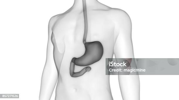 Human Digestive System Stock Photo - Download Image Now - Abdomen, Abstract, Anatomy
