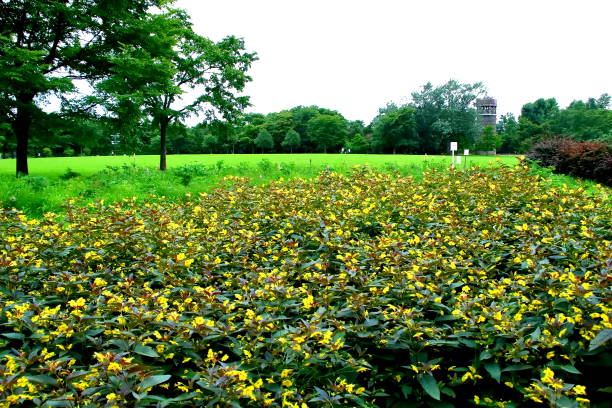 istock Park landscape and plants in Sapporo 857274908