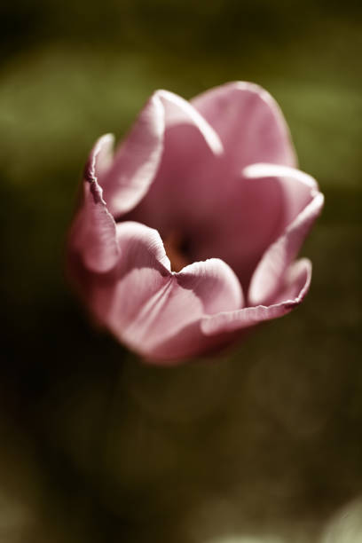 pink tulip - 16207 imagens e fotografias de stock