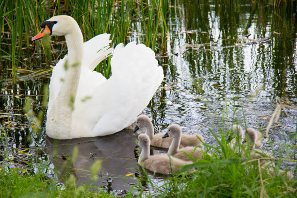 istock a white swan swims with children on a lake 857275308