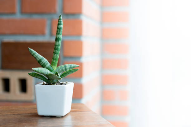 istock Cactus in white pot idea for coffee shop decoration 857275330