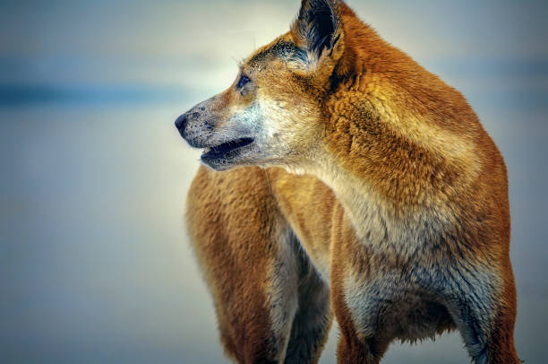 australische gebürtige dingo (canis dingo) - dingo stock-fotos und bilder