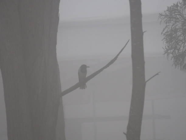 A bird rests in the tree as fog surrounds it.