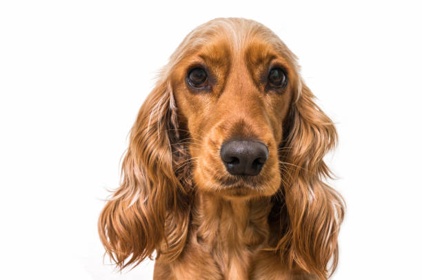 istock English cocker spaniel dog isolated on white 857281944