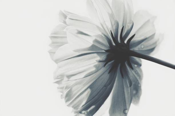 istock Black and white cosmos flower 857282266