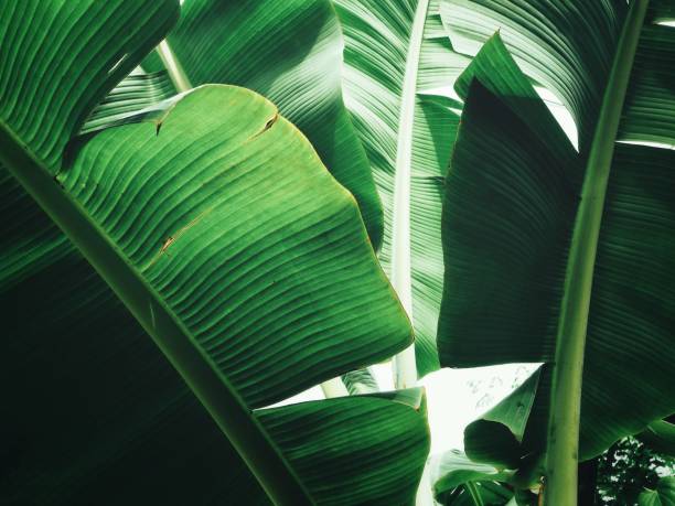 istock Banana leaves background 857282326