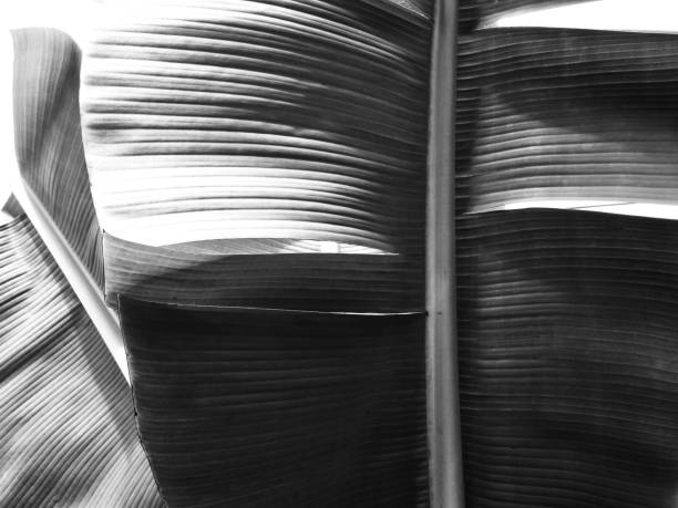 istock Black and white banana leaves 857282382