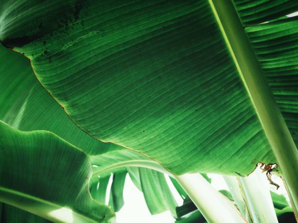 sfondo foglie di banana - banana leaf flash foto e immagini stock