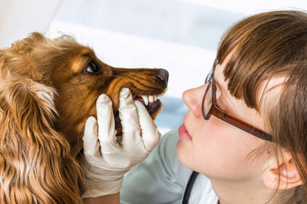 istock Veterinarian checks teeth to a dog 857282510