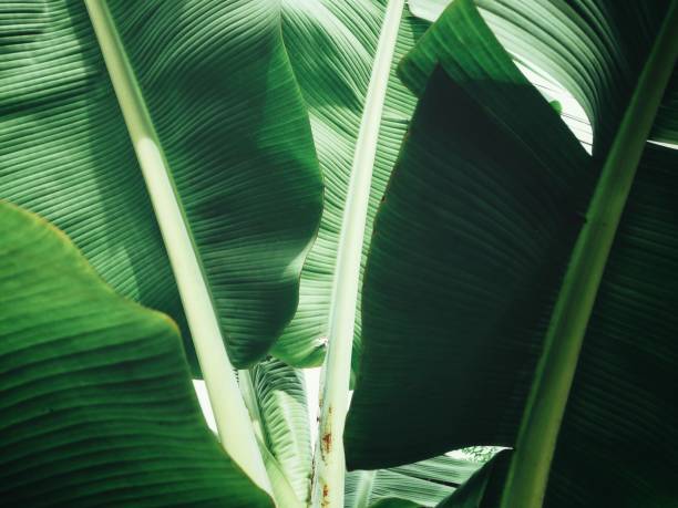 istock Banana leaves background 857282746