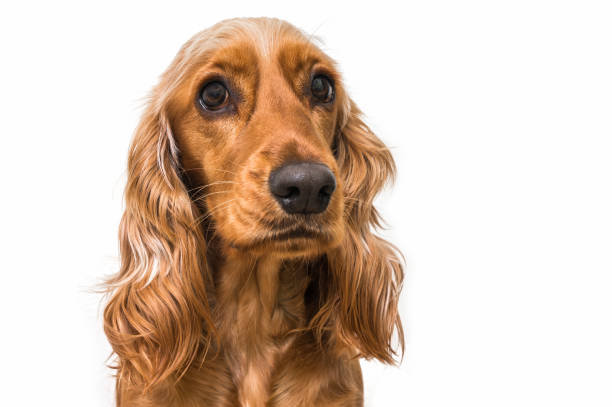 istock English cocker spaniel dog isolated on white 857284972