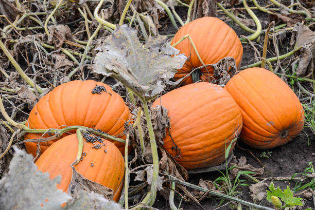 istock Pumpkin growing in a garden 857285204