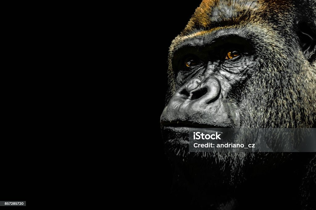 Portrait of a Gorilla Portrait of a Gorilla isolated on black background Gorilla Stock Photo