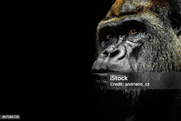 Portrait Of A Gorilla Stock Photo - Download Image Now - Gorilla, Ape, Dark