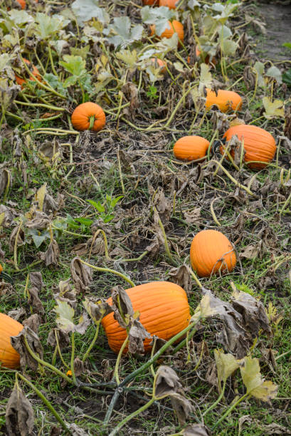 istock Pumpkin growing in a garden 857285852