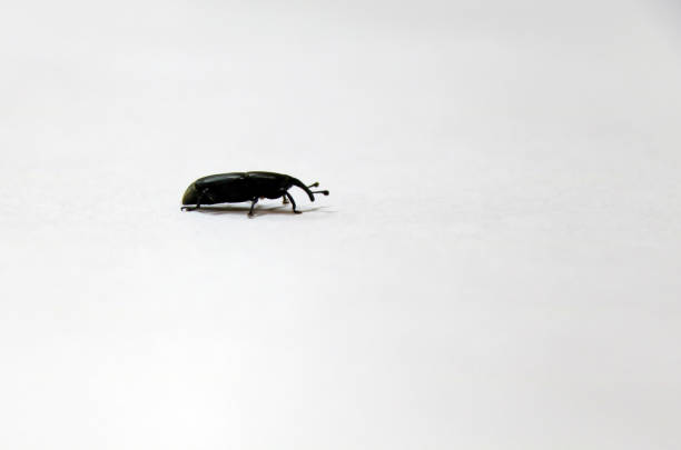 insect is a small arthropod animal that has six legs and generally one or two pairs of wings.