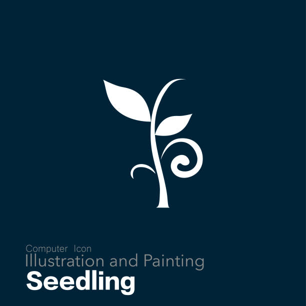 illustrazioni stock, clip art, cartoni animati e icone di tendenza di semenzale - grass family vertical simplicity plant