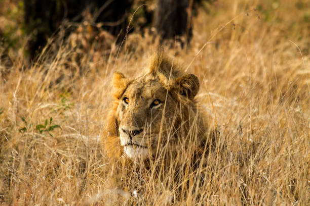 istock Lion in the Savanna 857289378