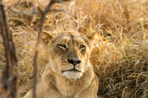 istock Lion in the Savanna 857289554