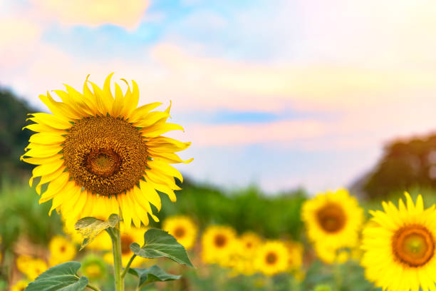 istock Summer landscape: beauty sunset over sunflowers field 857294402