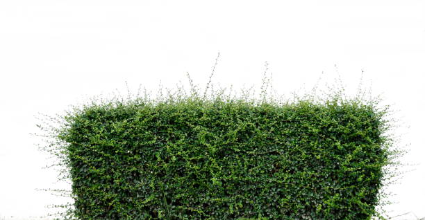 istock shrub or hedge fence isolated on white background 857297070