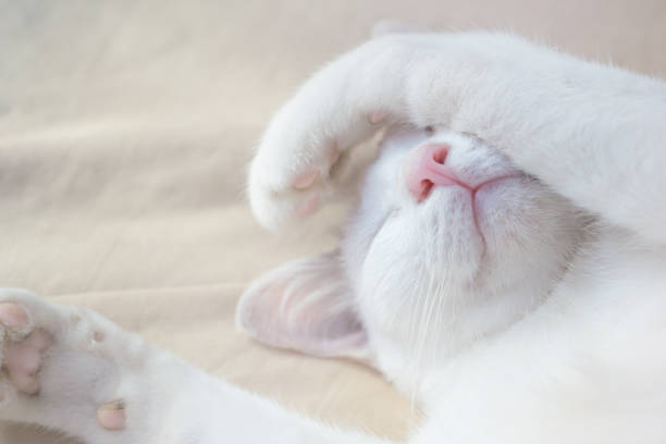 cute white cat sleeping peaceful on bed
