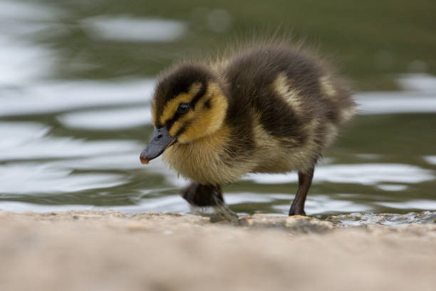 istock Beautiful Young Cute Mallard (anas platyrhynchos) Duckling Portrait 857304858