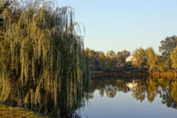 istock A deciduous tree on the shore of a lake on a sunny day 857305094