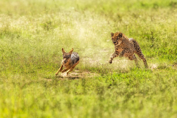 istock Masai Mara wild life 857307752