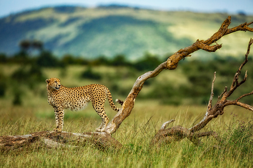 A cheetah chasing a hare at dawn in the Masai Mara plains with beautiful light – Kenya