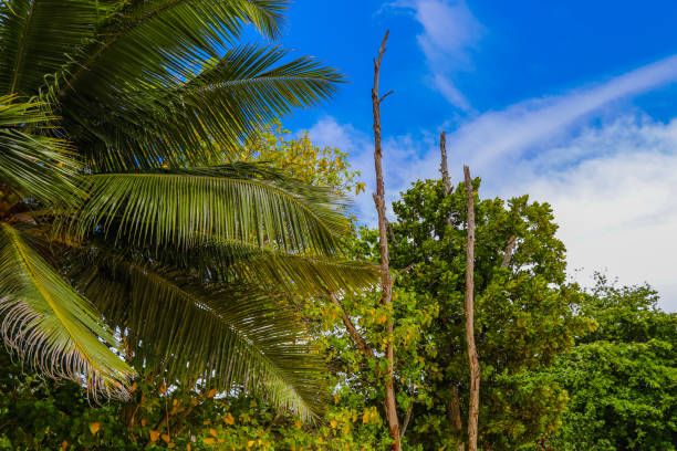 istock Anse Nord D'Est beach. Mahe Island. Seychelles 857310508