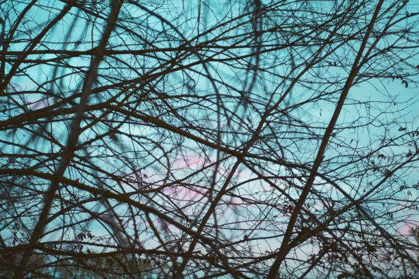 abstract textured natural background with plant branches and sky. Tuscany, late summer, evening