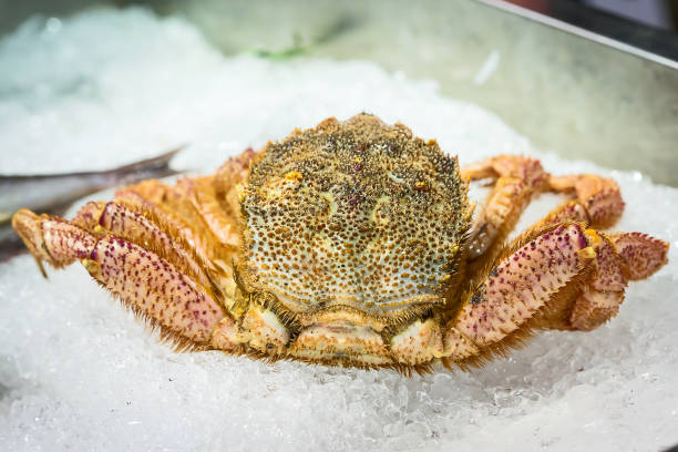 istock Japanese hairy crab on ice tray. 857312248
