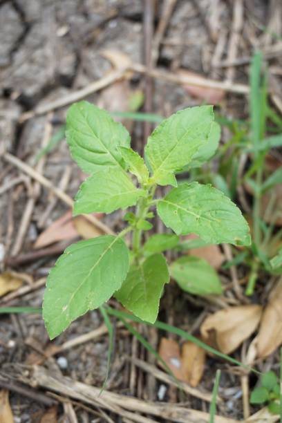 istock green Ocimum tenuiflorum plant 857313304