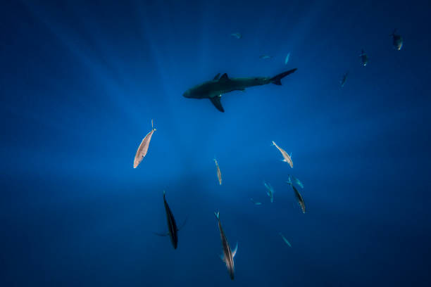 istock Circle of ocean life 857314950