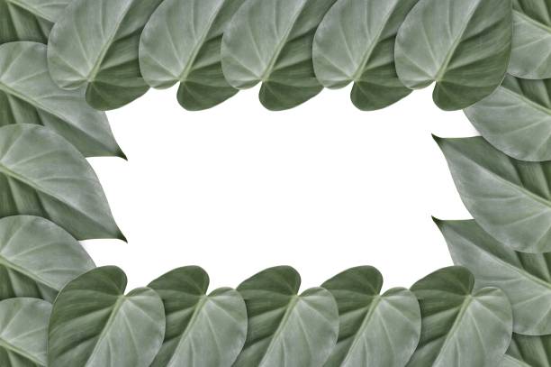 istock green leaves on white background 857323758