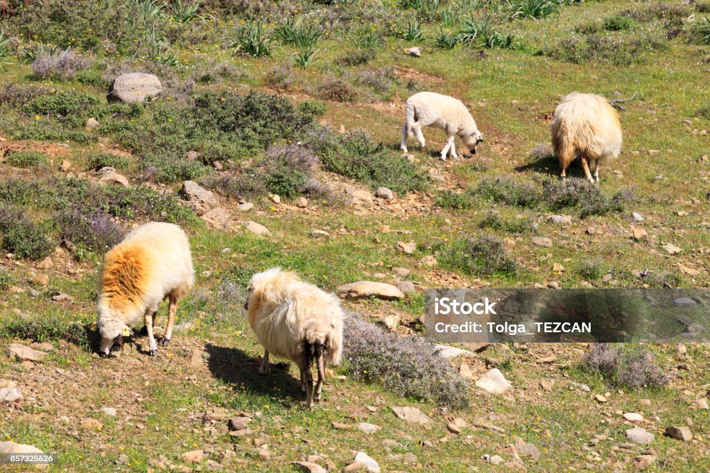 Sheep, Gokceada Sheep, Gokceada, TURKEY Agricultural Field Stock Photo