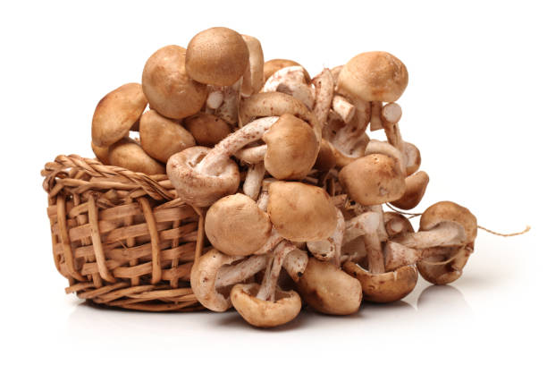 istock Shiitake mushroom isolated on white background 857336808