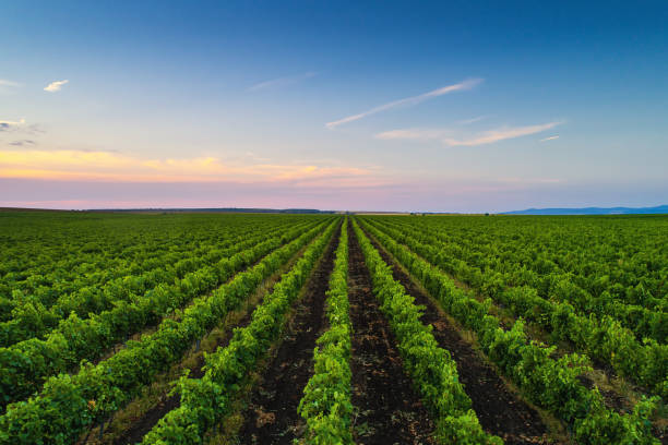istock Beautiful Sunset over vineyard rows in Europe 857337332