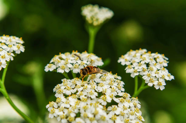 achillée millefeuille, syrphidae - hoverfly nature white yellow photos et images de collection