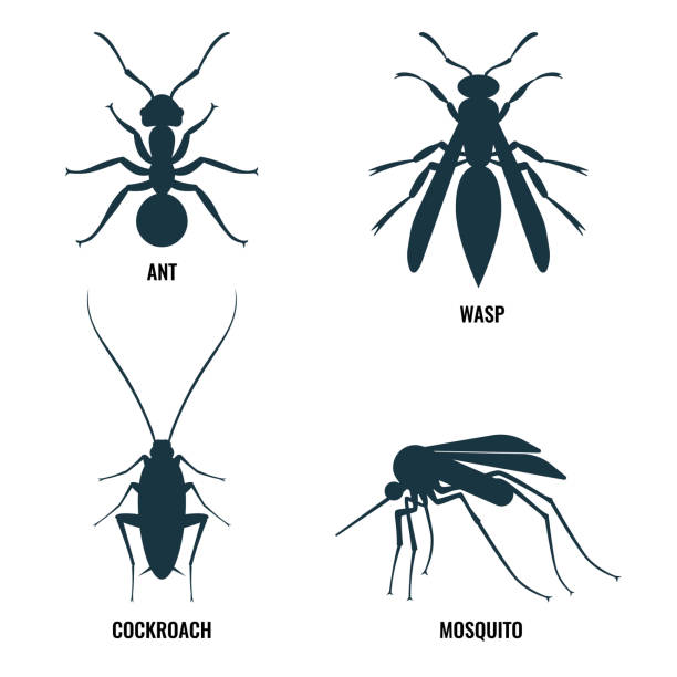 karınca ve arı, böcek ve sivrisinek vektör çizim - avrupa e�şek arısı stock illustrations