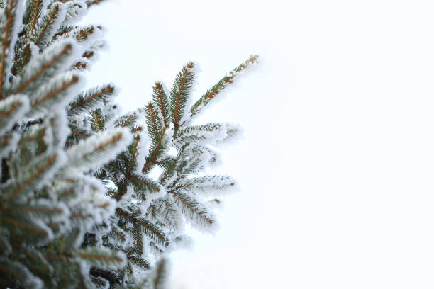 Snowy winter background.