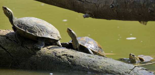 istock Water turtle family climbing a tree log 857348318