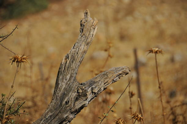 istock dry branch with a dry summer's background 857348350