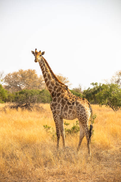 giraffa al sole - reticulated giraffe foto e immagini stock