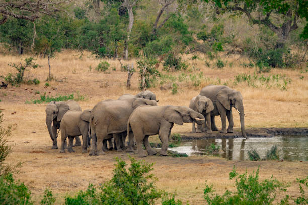 istock Elephant Family at the Water Hole 857348634